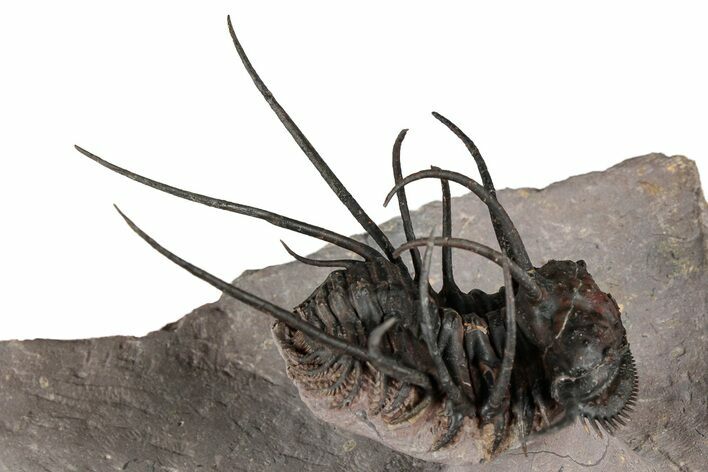 Flying Ceratonurus Trilobite - Top Quality Prep #354581